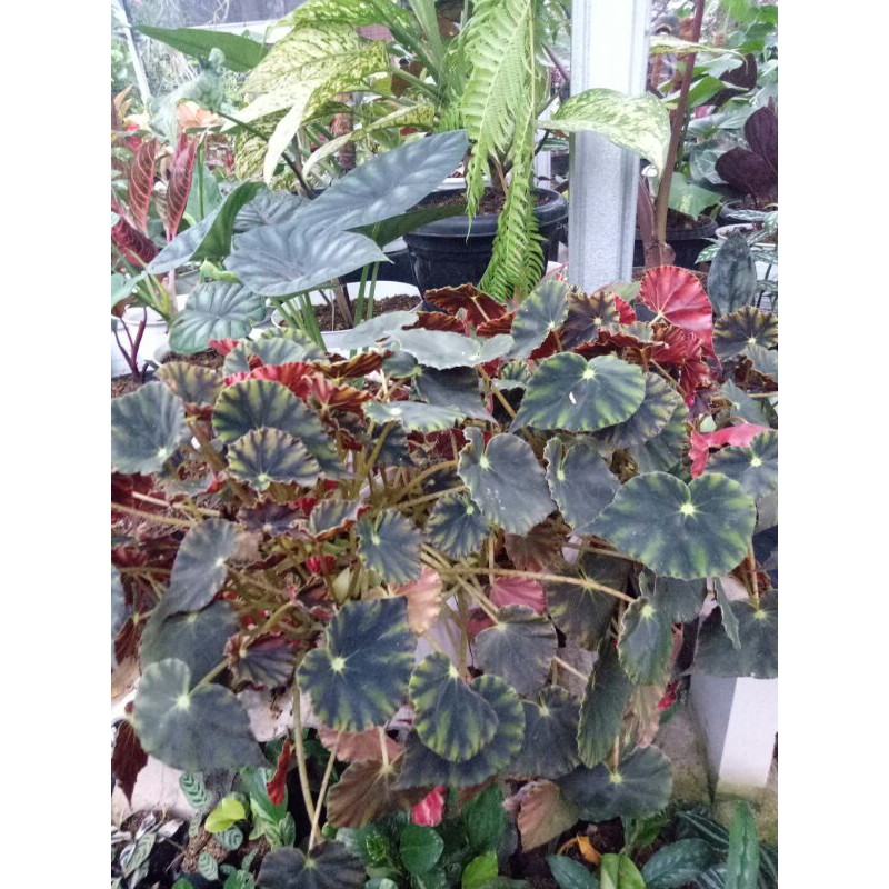 tanaman hias begoia keong-Begonia Keong-tanaman hias begonia kepng berbulu-BEGONIA KEONG BERBULU