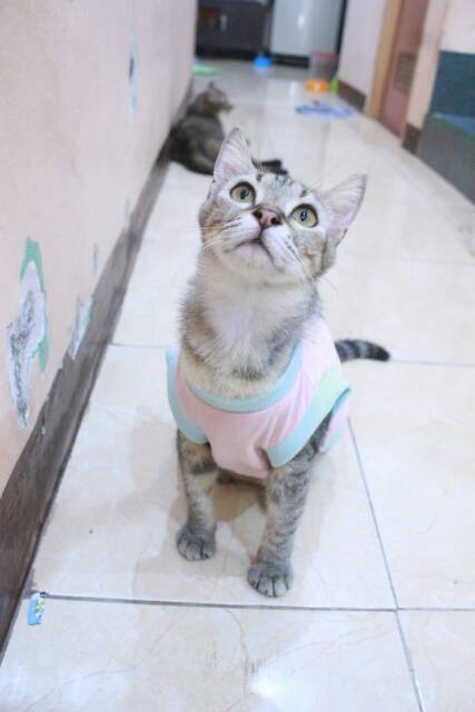 Kaos rumahan untuk kucing dan anjing warna pink / baju kucing murah size S M L XL