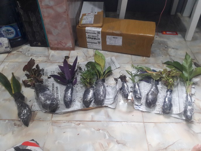 Tanaman Hias Lili Paris - Tanaman Umbi Umbian