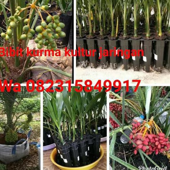 இGRESS OKULASI TANAMAN BIBIT BUAH KURMA KULTUR JARINGAN, ECER DAN GROSIR, BUAH KURMA, KURMA AN2