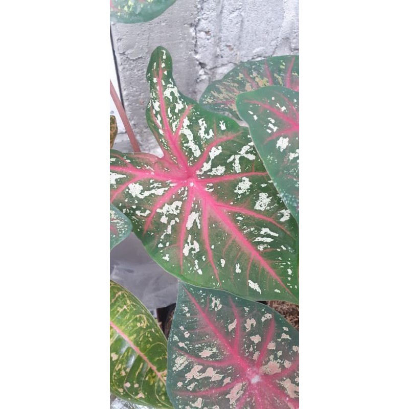 keladi caroline worton