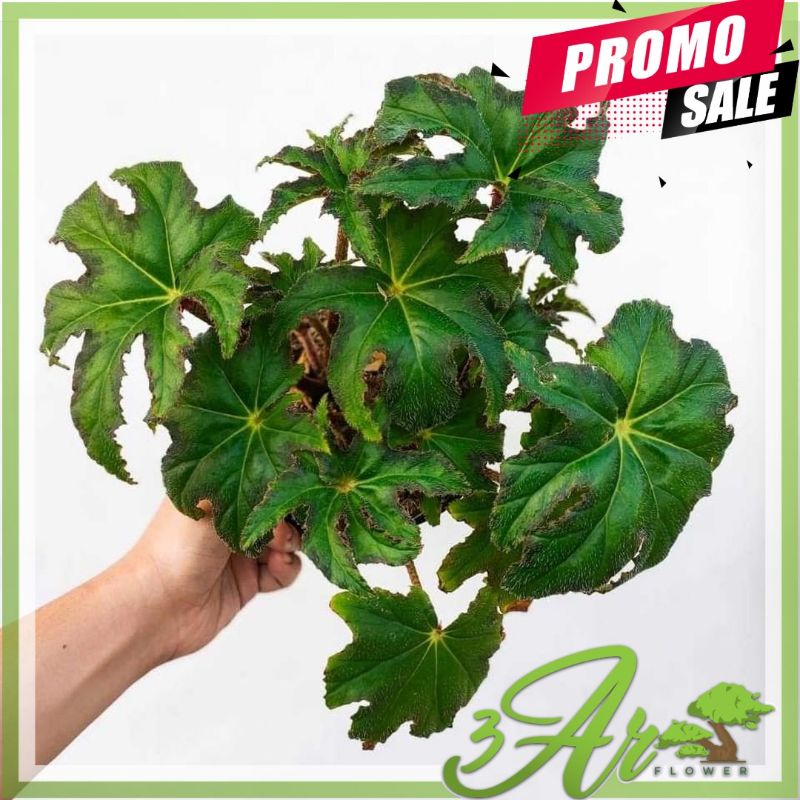 (BISA COD)TANAMAN HIAS BEGONIA BINTANG HIJAU/BEGONIA JARI HIJAU