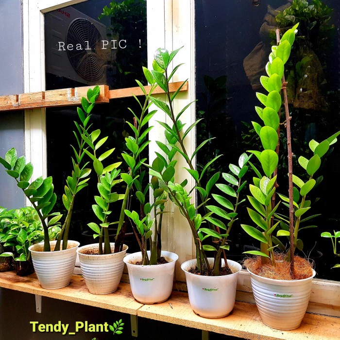 Tanaman $ Dolar Plant tinggi / Zamioculcas  [NRS]
