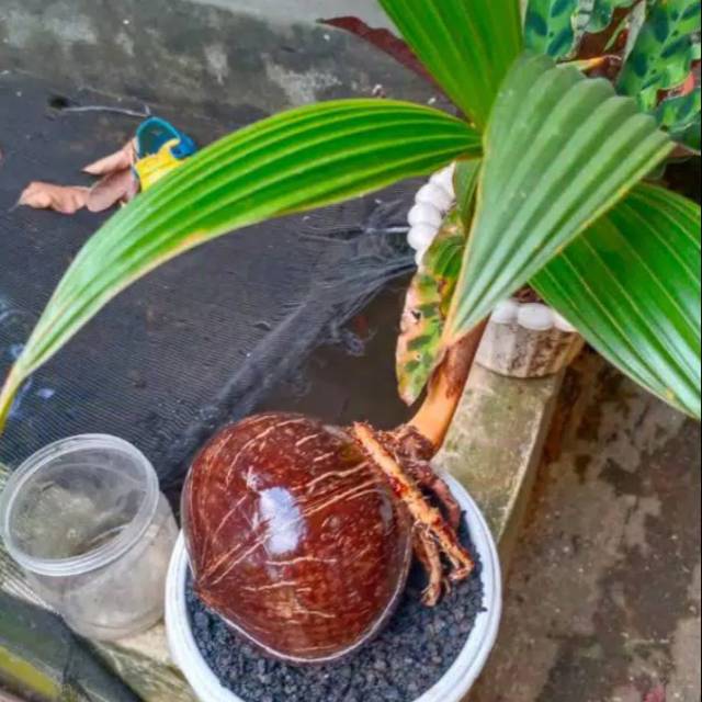 Bonsai kelapa bonsai kelapa kuning/tanaman hias bonsai/pohon kelapa/tanaman hidup