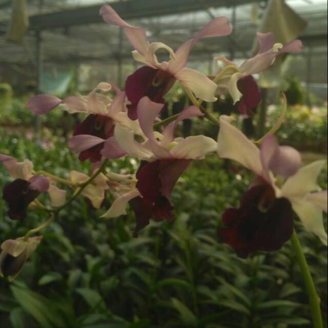 Anggrek dendro inaraya blue