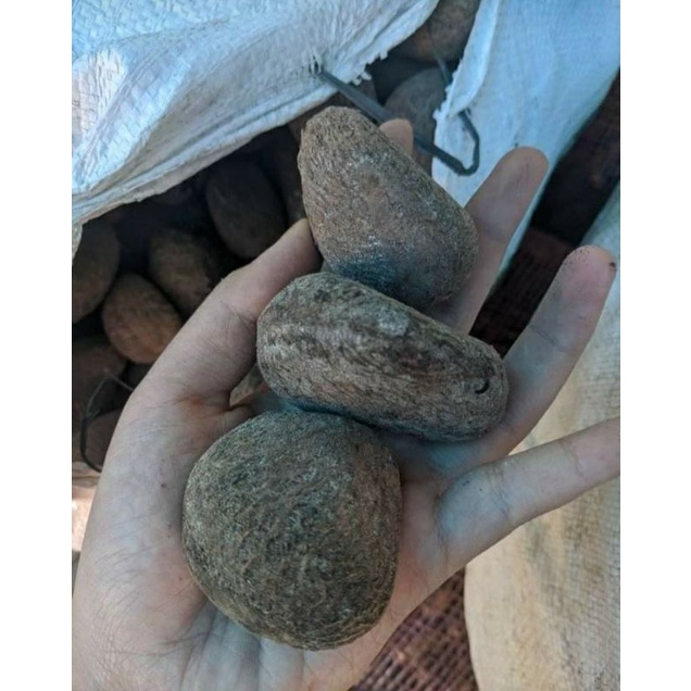 

PASAR GUBENG - Kluwek/kluwak pack