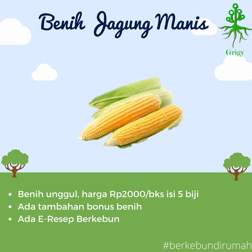 BIBIT JAGUNG MANIS , BENIH JAGUNG MANIS