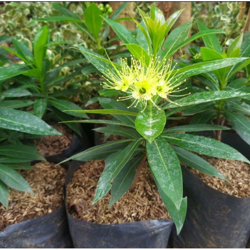 tanaman hias santos lemon bunga - santos lemon