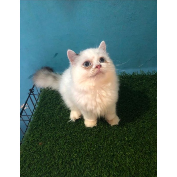 kucing Himalaya mix ragdoll