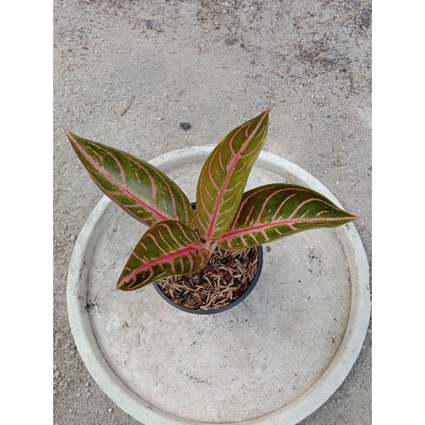 aglonema pride of sumatra