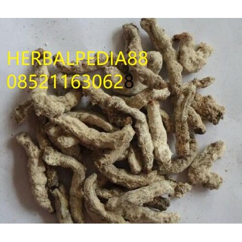 

bai jiang can 白僵蚕 Bombyx Batryticatus 100 gram