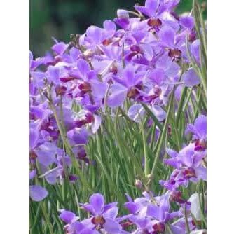 Paket Anggrek Spesies Dewasa