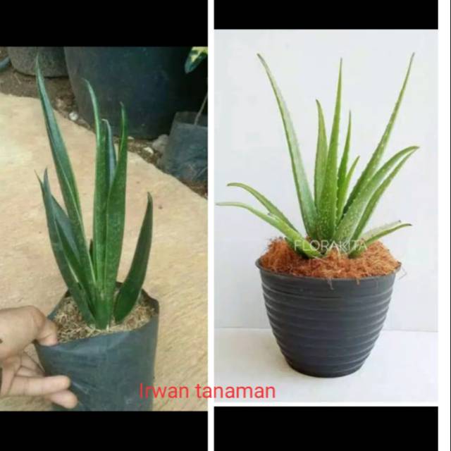 Paket tanaman pembersih udara - lidah mertua dan lidah buaya