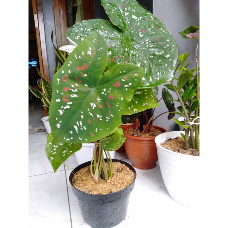 

3 Colour/Decorative Plants Theree Colour