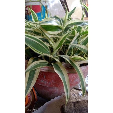 SRI REJEKI BAMBU VARIGATA TIDAK BERAKAR