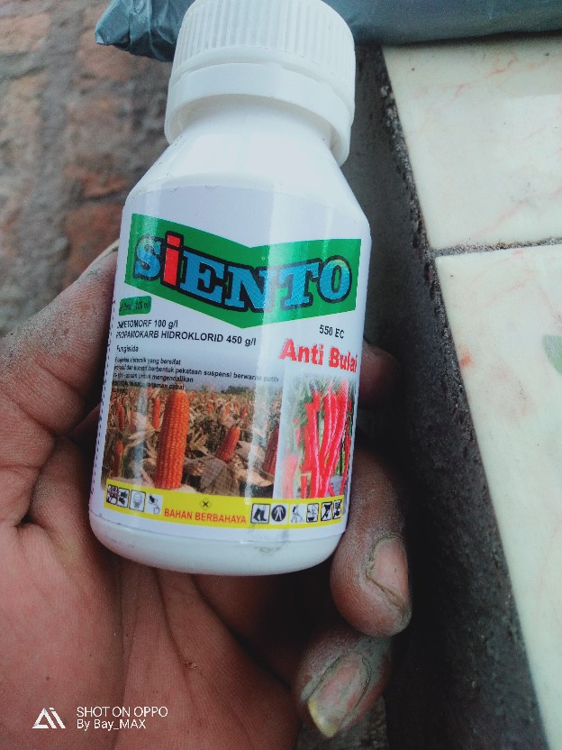 Fungisida Anti Bulai Jagung Dan Cabe