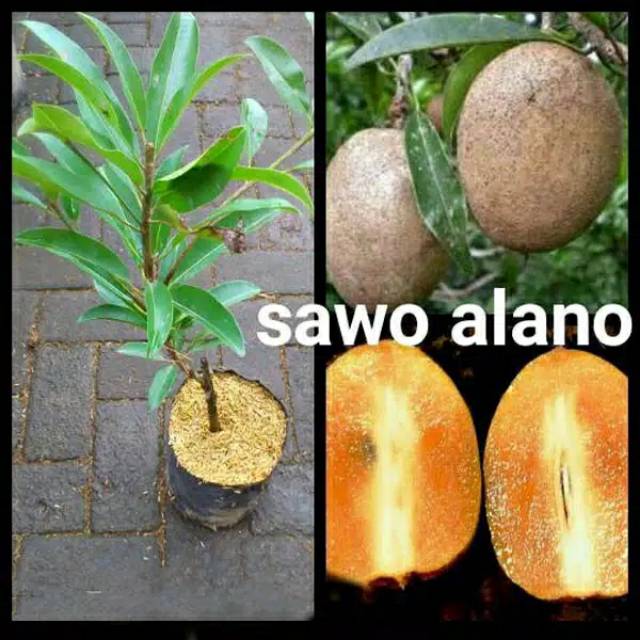 TANAMAN BIBIT SAWO ALANO.