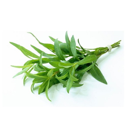 Benih Bibit Biji - Tarragon Russian (Artemisia dracunculus) Herb Seeds - IMPORT