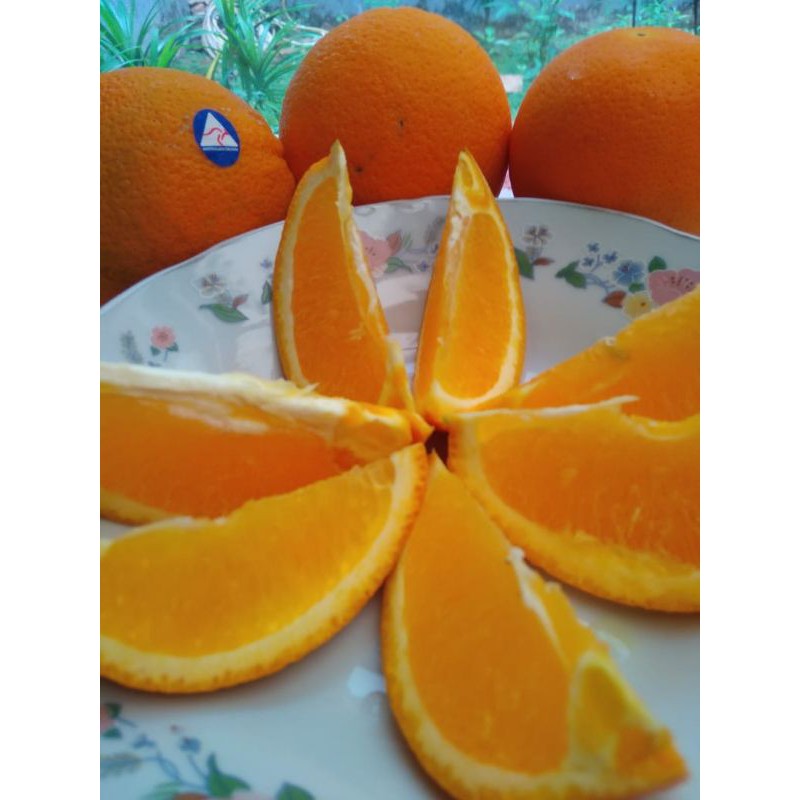 Jeruk Sunkist Novel / Sun Garden