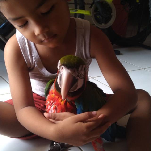 ivan_fahria_herlambang