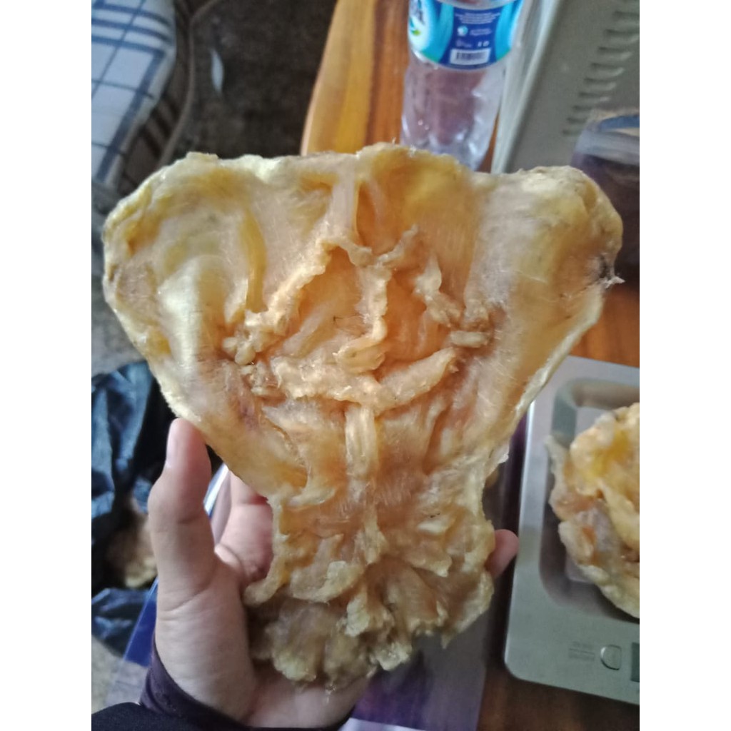 

Perut Ikan fihsmaw Engphiau Hipio Besar 500gram Perut Ikan Kerapu Hipio Huphio