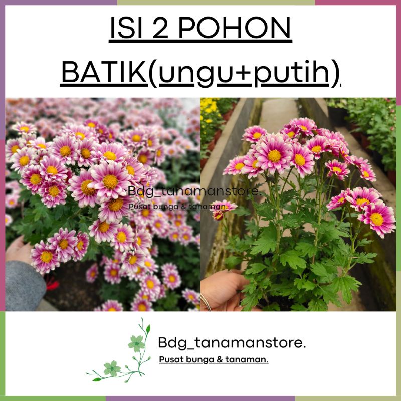 ISI 2 POHON TANAMAN BUNGA KRISAN SERUNI ASTER BATIK KUALITAS SUPER