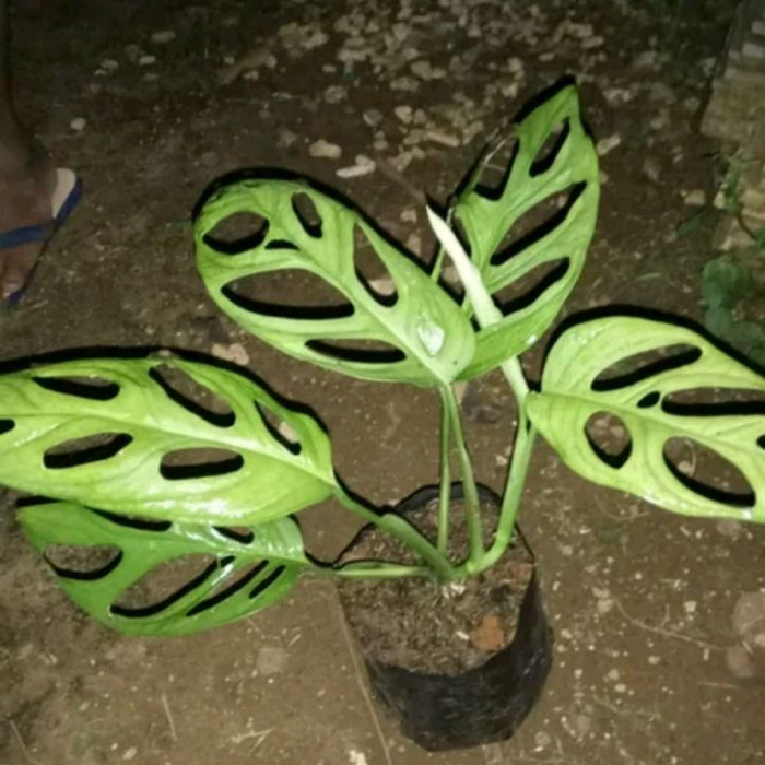 Tanaman hias janda bolong//Rondo bolong tanaman gantung