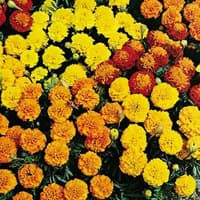 Benih Bibit Biji - Bunga Marigold (French) Petite Mix Flower Seeds - IMPORT