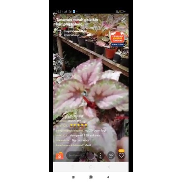 begonia pink thailand, keong, silver 20 an