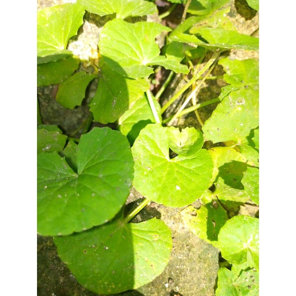 

antanan herbal 100gr