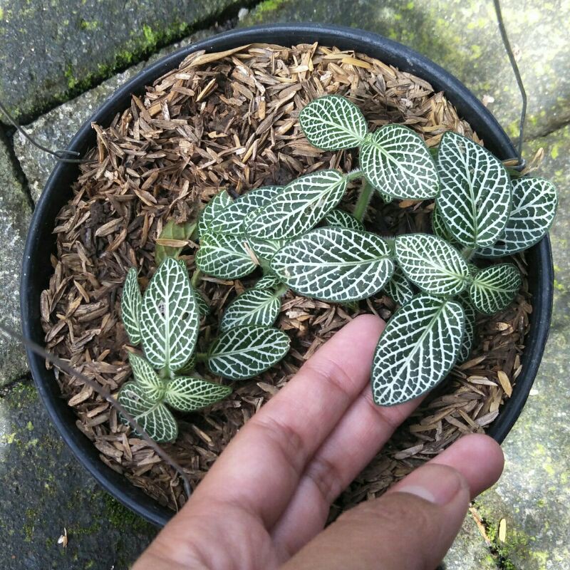 Fittonia Putih