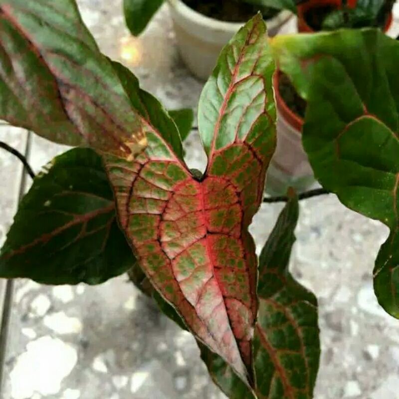 tanaman hias Alocasia Cyrtosperma Jhonstonii