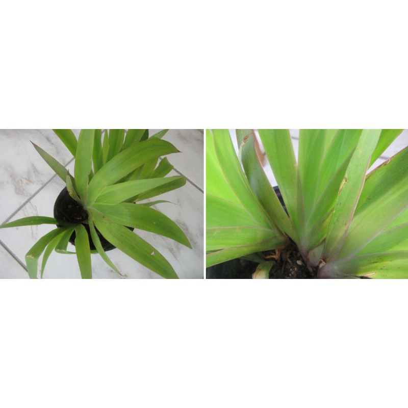 Palmita (Xiphidium caeruleum)/tangan malaikat