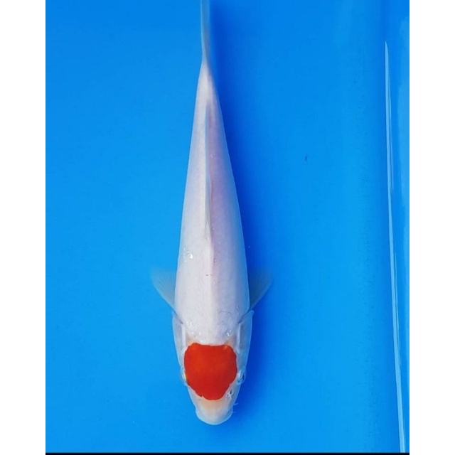 

ikan koi thanco uk 15-18cm 4 ekor