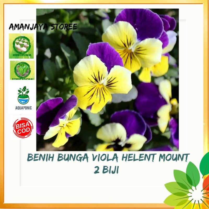 benih BUNGA VIOLA HELENT MOUNT isi 3 biji tanaman hias