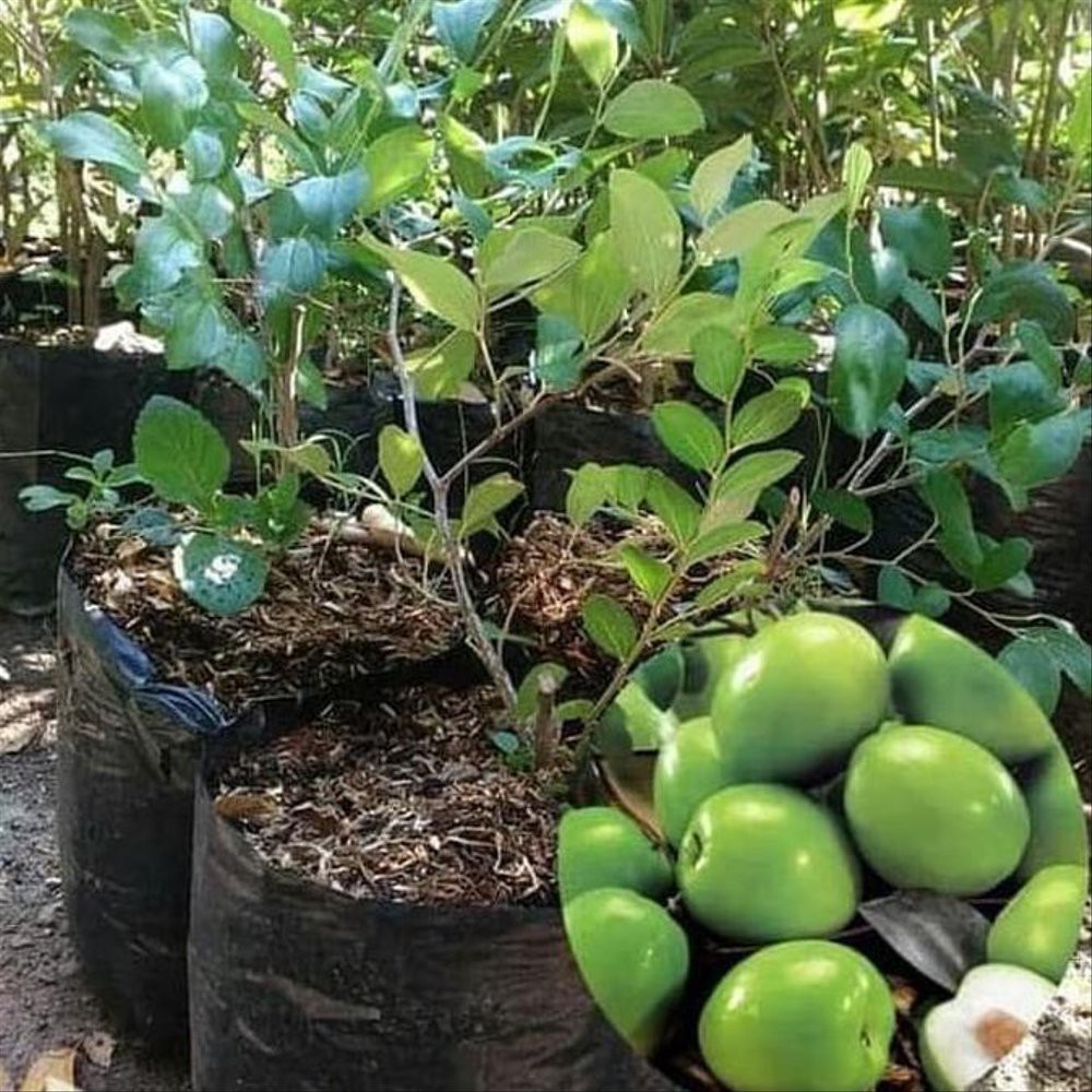Bibit Tanaman Buah Apel Futsa India / Putsa-1
