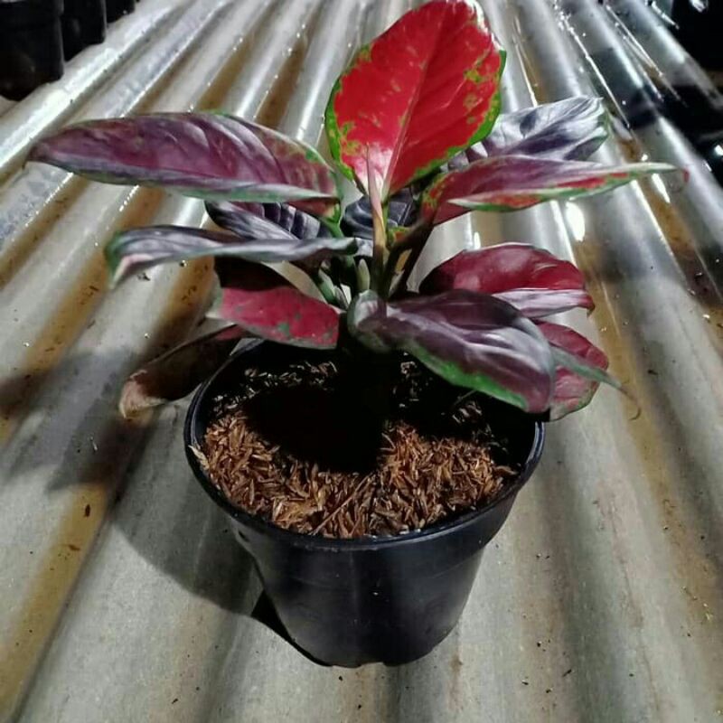 Tanaman Hias Aglonema Black Maroon- jual aglonema - ABR⠀⠀⠀⠀⠀    _