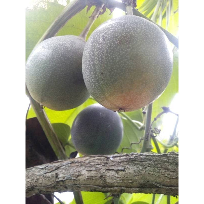 Jual Bibit Tanaman Buah Markisa Manis Shopee Indonesia