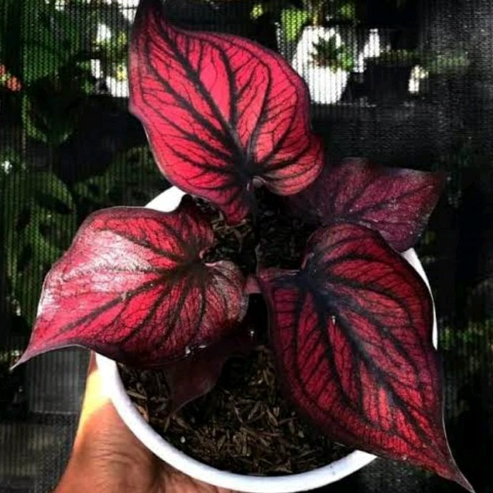 Tanaman Hias Bunga Caladium Red Stone