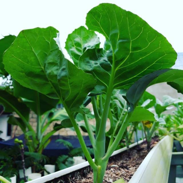 100 Biji - Benih Kailan FULL WHITE batang besar -RSB1990