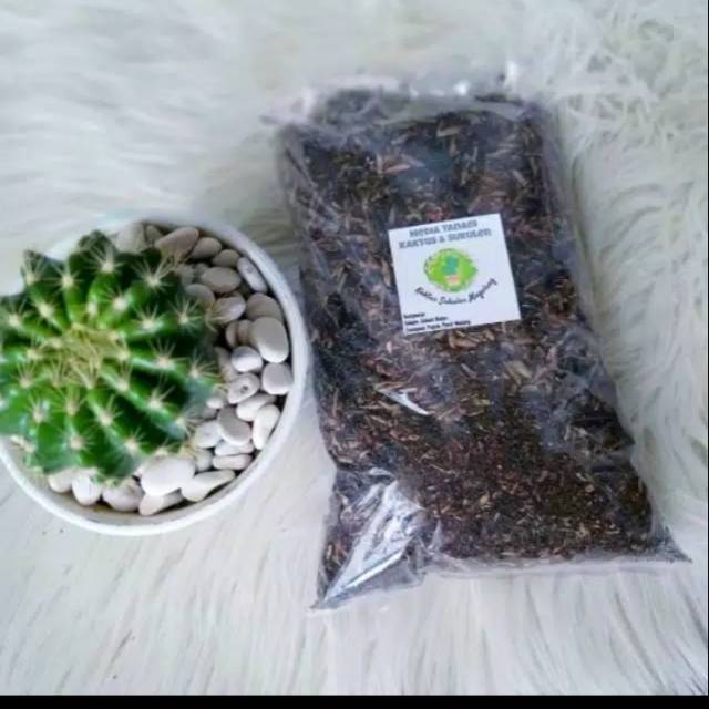 Media Tanam Kaktus Sukulen Siap Pakai
