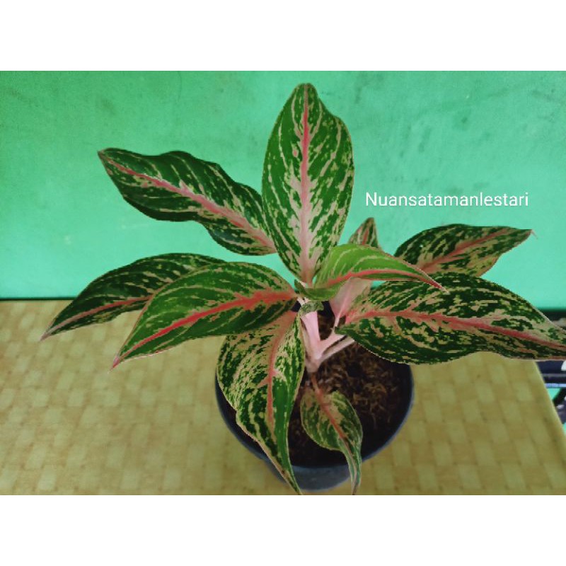 Tanaman Aglonema Butterfly / Aglo Butterfly / Aglonema