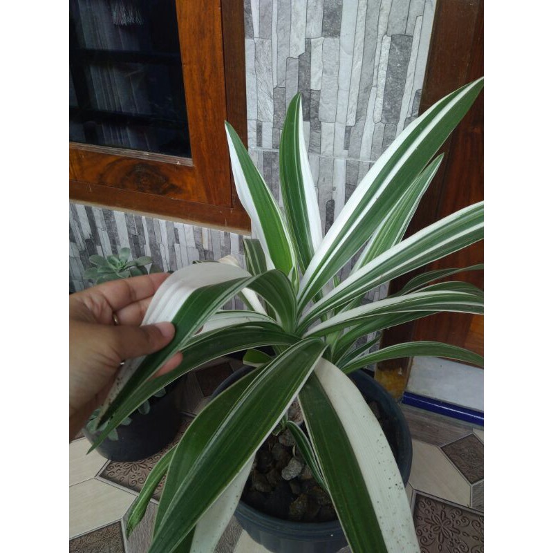 tanaman hias pandan varigata
