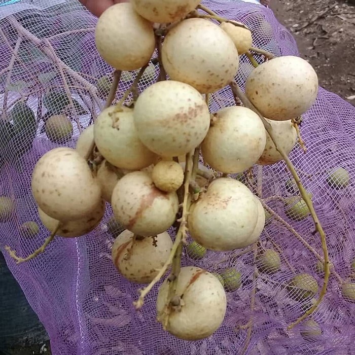 Bibit Tanaman Buah KELENGKENG MATALADA Premium