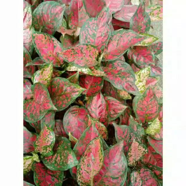 Aglonema / aglonema red anjamani