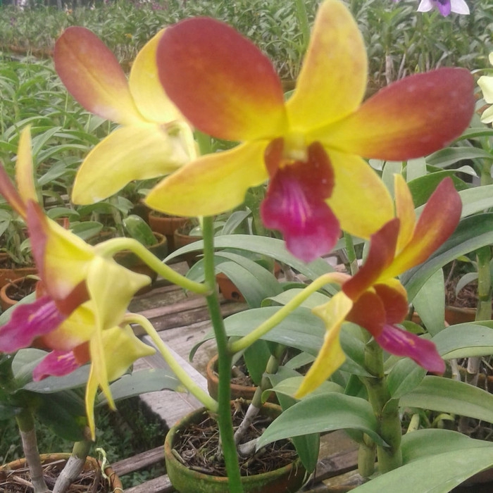 pohon bunga anggrek dendro