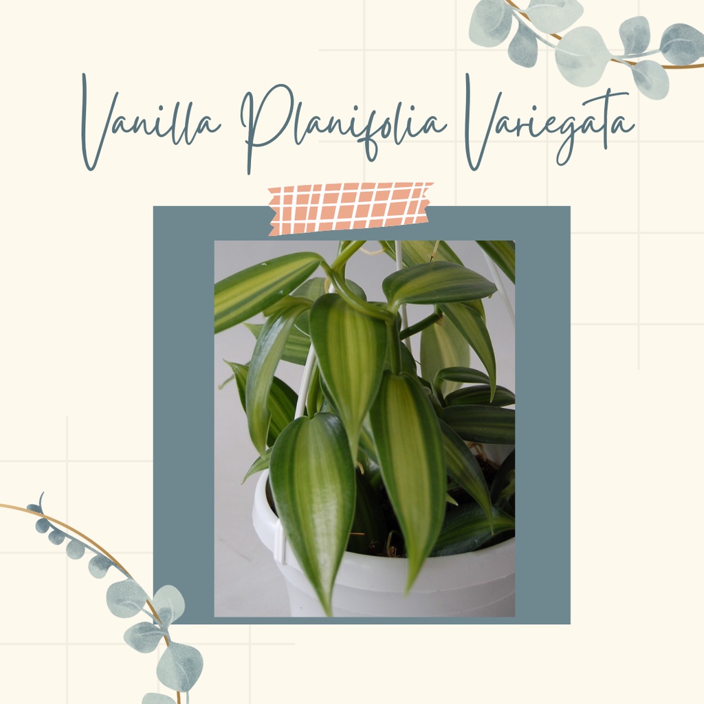 Vanilla Planifolia Variegata Tanaman Hias Vanili Variegata Bibit Tanaman Planifolia