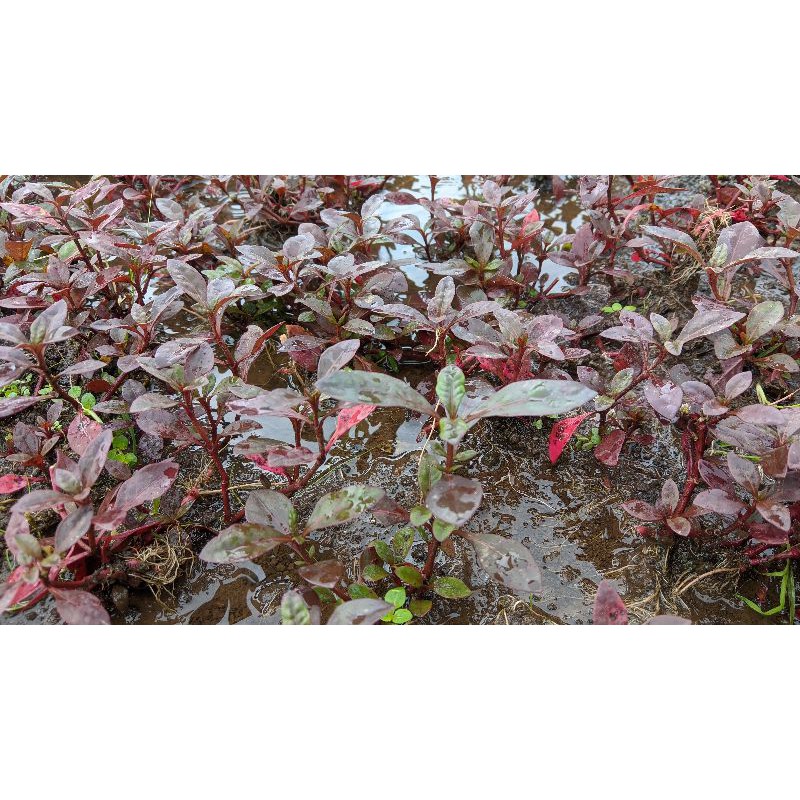 TANAMAN AQUASCAPE , LUDWIGIA RED MALANG low co2