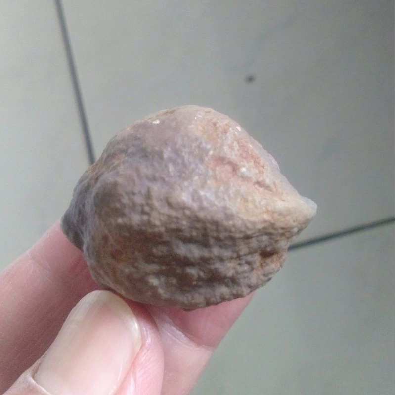 Kemiri Adu Muncang Adu Ego Eti Goan Tua Jatuhan