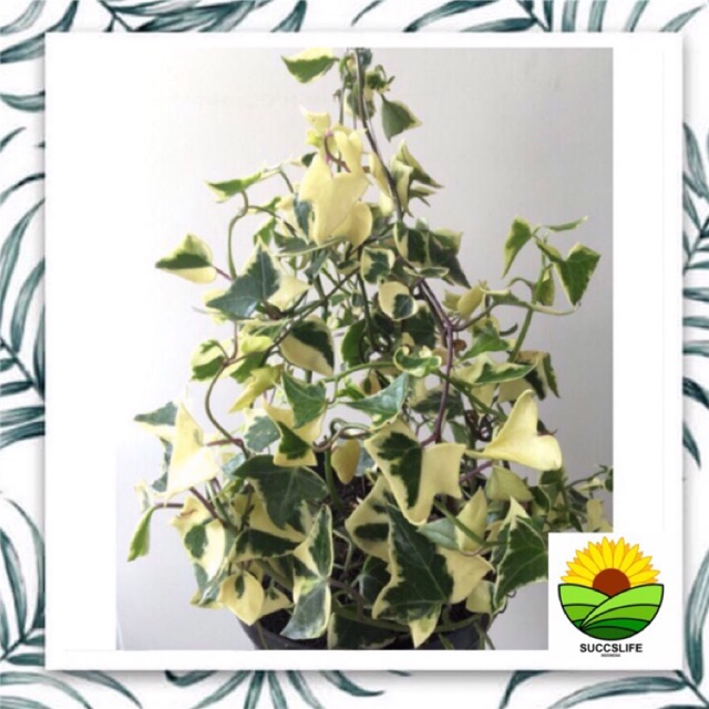 bibit tanaman indoor rambat hias bunga ivy variegata | Shopee Indonesia